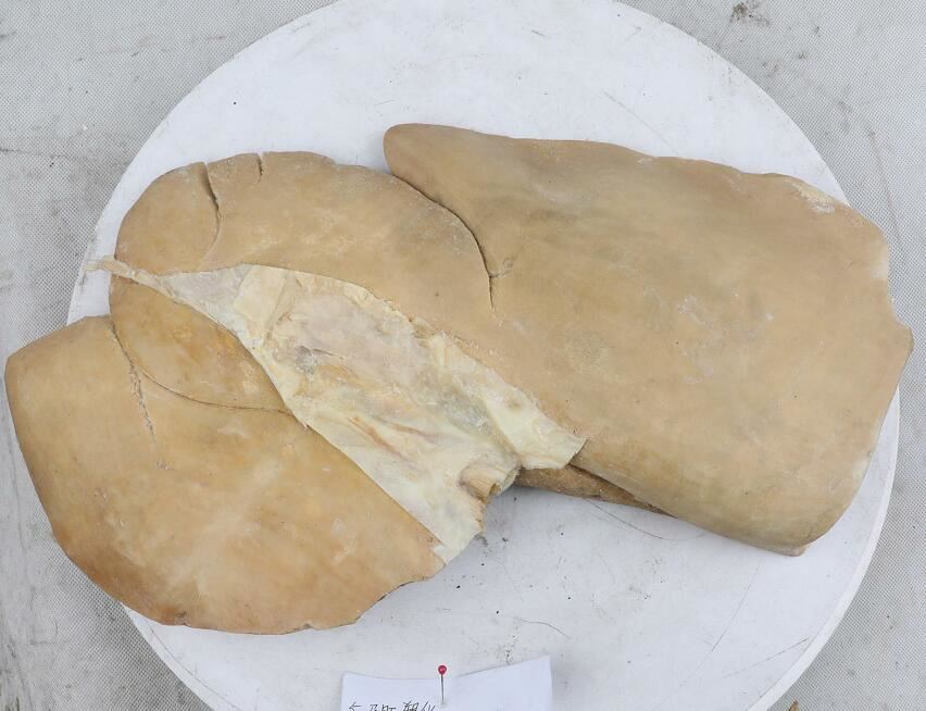 plastinated livers of horse plastinated livers of horse