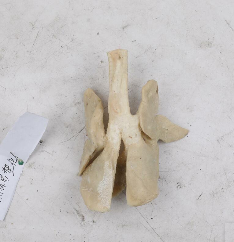 plastinated lung of dog plastinated lung of dog