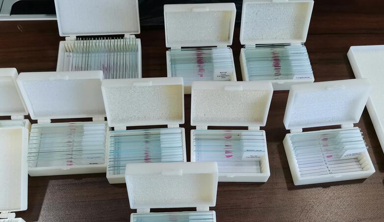 biology microscope slides biology microscope slides