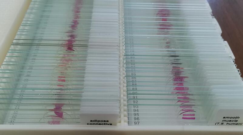 prepared microscope slides prepared microscope slides
