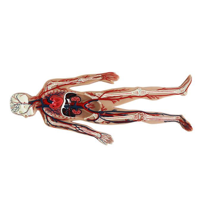 Blood Circulation System Soft Silicone Anatomy Model