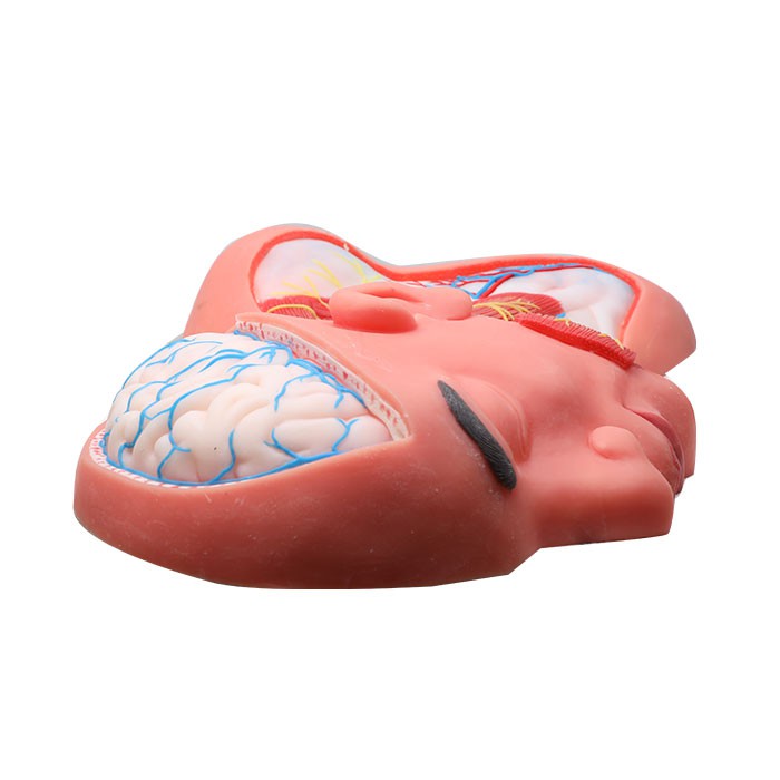 Superficial Arteries And Nerves Of Human Head And Neck Silicone Anatomy Model