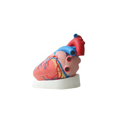 Anatomický model srdca