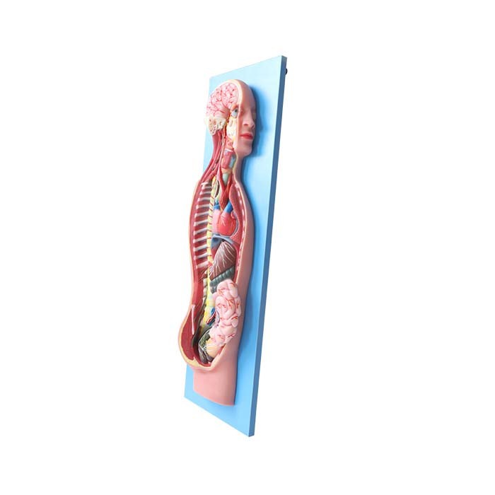 soft educational human body model
