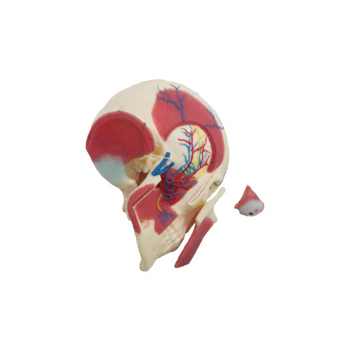 Skull brain and masseter relationship anatomical model Skull brain and masseter relationship anatomical model
