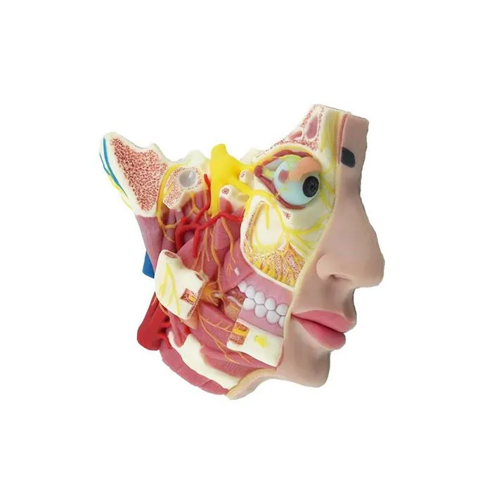 soft anatomical face model soft anatomical face model