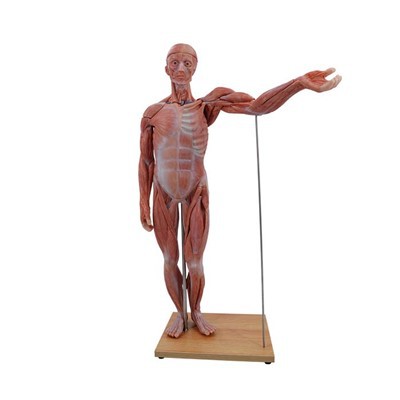 Môžu sa modely pľúc použiť na demonštráciu rakoviny pľúc?